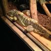 This is the Mascot at the 
Winking Lizard in Copley,
BRUTUS. It is actually an 
Iguana, and every Winking
Lizard has one. 