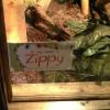 ZIPPY is the Winking Lizard
mascot. Every Winking
Lizard has one. I don't
know if they are all named
Zippy. I think not. This has to
have something to do with
Akron U. Here are some pics.