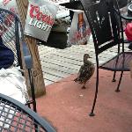 No one bothers the ducks out on the Portage Lakes. They jsut waddle around begging 
for scraps. And they are fed.