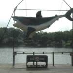 This is a picture of an artificial shark hanging out on the deck at Hook Line & Drinkers near the main deck bar. I parked at HLD not knowing where the other Geezers were going to meet. When I saw that they were not at HLD I walked passed this shark over to the Harbor taking a pic first. This is a picture of an artificial shark hanging out on the deck at Hook Line & Drinkers near the main deck bar. I parked at HLD not knowing where the other Geezers were going to meet. When I saw that they were not at HLD I walked passed this shark over to the Harbor taking a pic first.