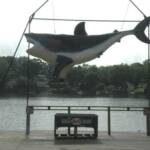 This is a picture of an artificial shark hanging out on the deck at Hook Line & Drinkers near the main deck bar. I parked at HLD not knowing where the other Geezers were going to meet. When I saw that they were not at HLD I walked passed  this shark over to the Harbor taking a pic first. 