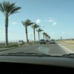 THE ROAD LEAVING PEORIA BALLPARK WAS LINED WITH PALM TREES.  