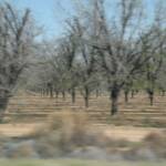 THESE ARE DATE TREES. THEY ARE PLANETED IN EVEN ROWS, AND IRRIGATED. 